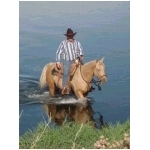 horses